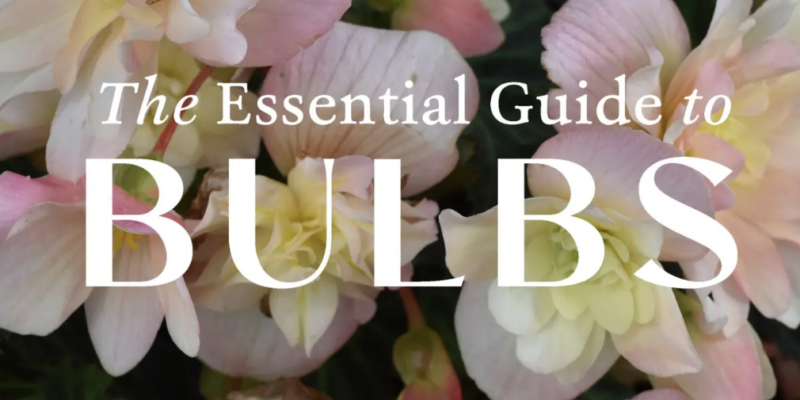 Book Cover: The Essential Guide to Bulbs by Jenny Rose Carey